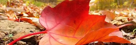 Profumo d’autunno…
