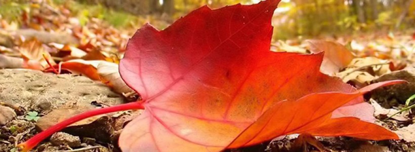 Profumo d’autunno…