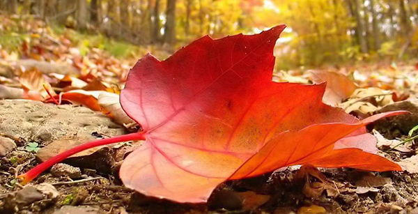 Profumo d’autunno…