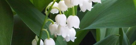 La magia dello shiatsu… con Orazio Bonjù e Silvia