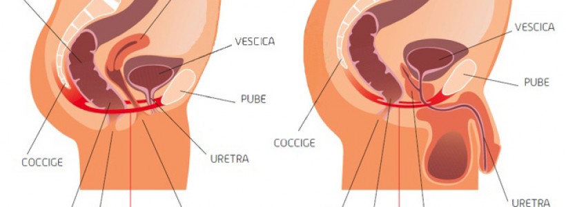 Il Benessere del Pavimento Pelvicoper donna e uomo