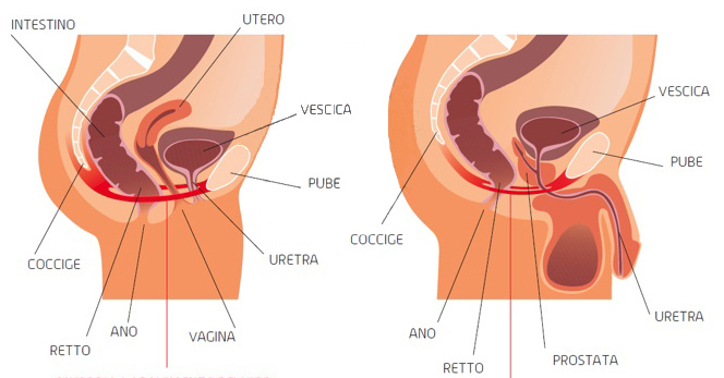 Il Benessere del Pavimento Pelvicoper donna e uomo