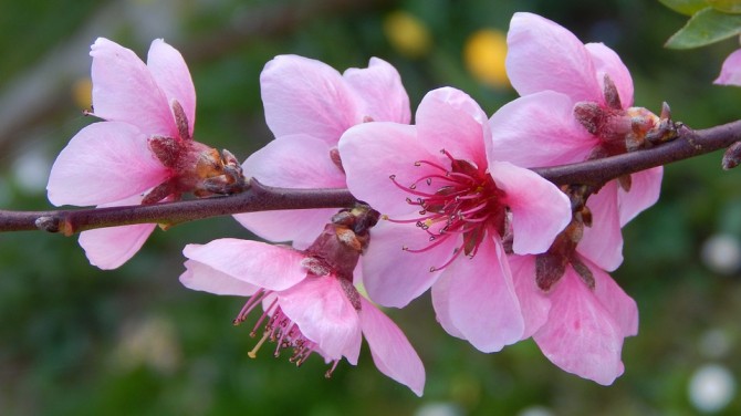 È primavera… ricarichiamo il nostro corpo con l’energia vitale dell’universo!