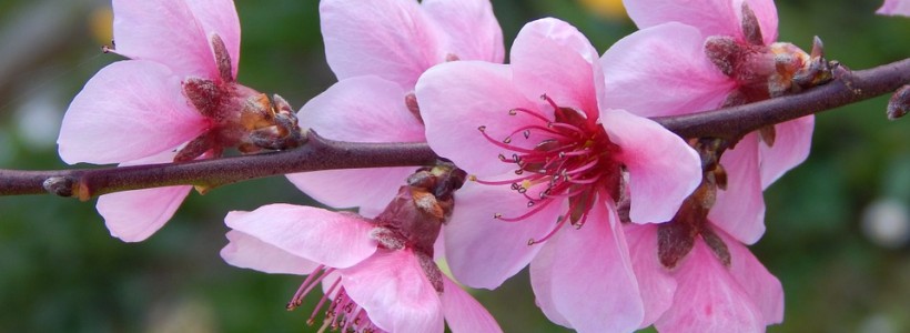 È primavera… ricarichiamo il nostro corpo con l’energia vitale dell’universo!