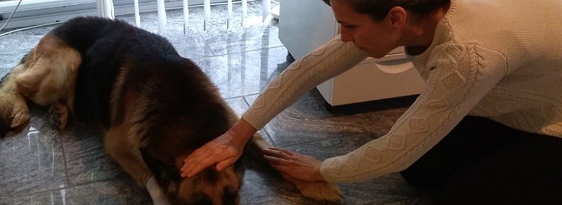 Il “soffio vitale”: la pranoterapia per i nostri amici a quattro zampe…